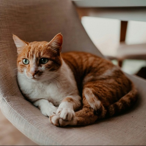 a kitty in a chair